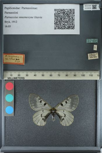 Media type: image;   Entomology 180036